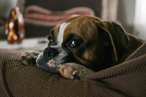 Waldi der innere Schweinehund
